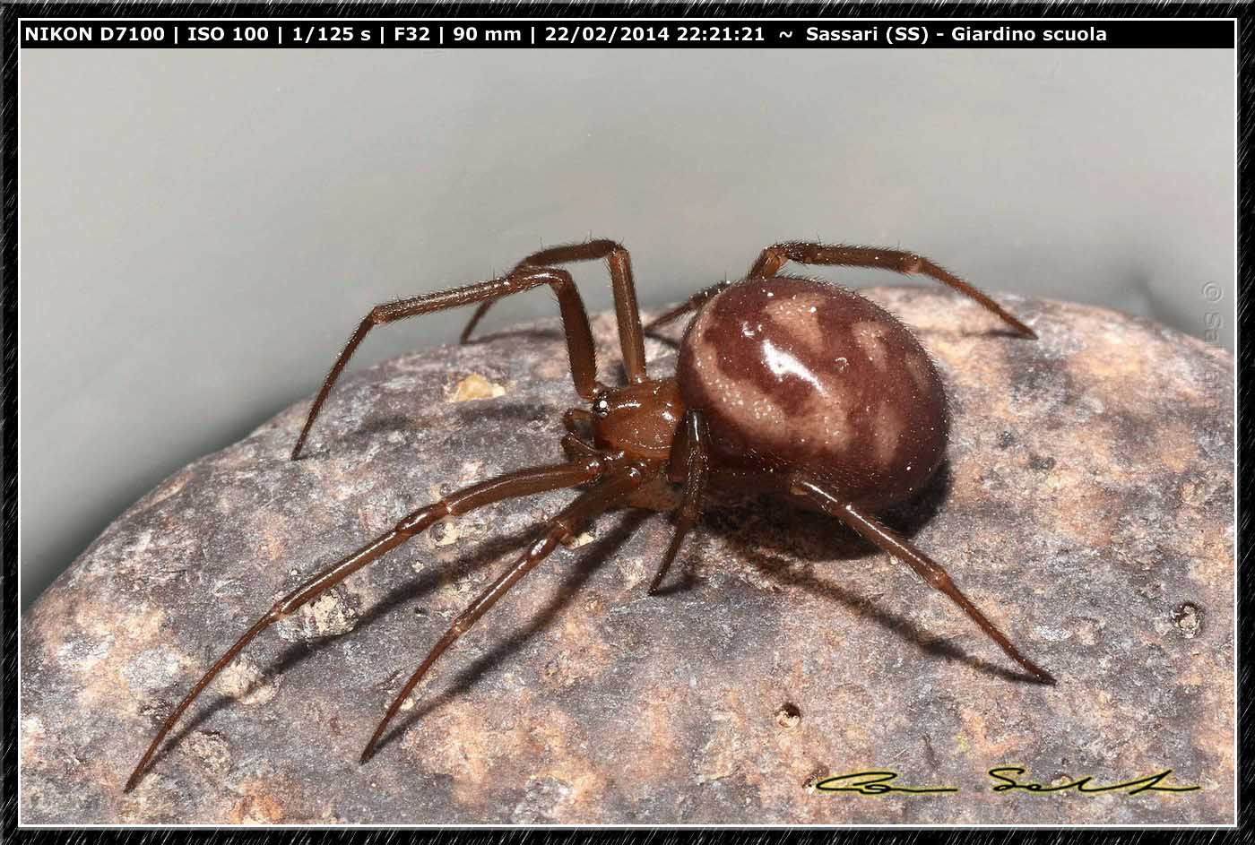 Steatoda grossa e Enoplognatha mandibularis - Sassari